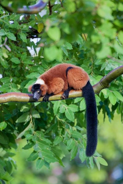 Red-ruffed lemur seeks refuge in a tree